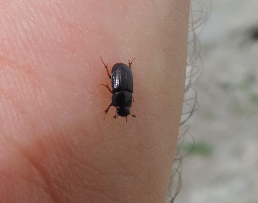 Aphodiidae da identificare