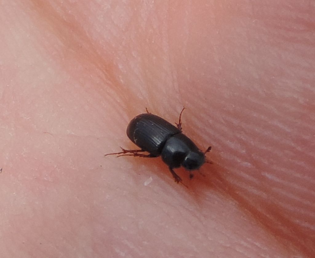 Aphodiidae da identificare