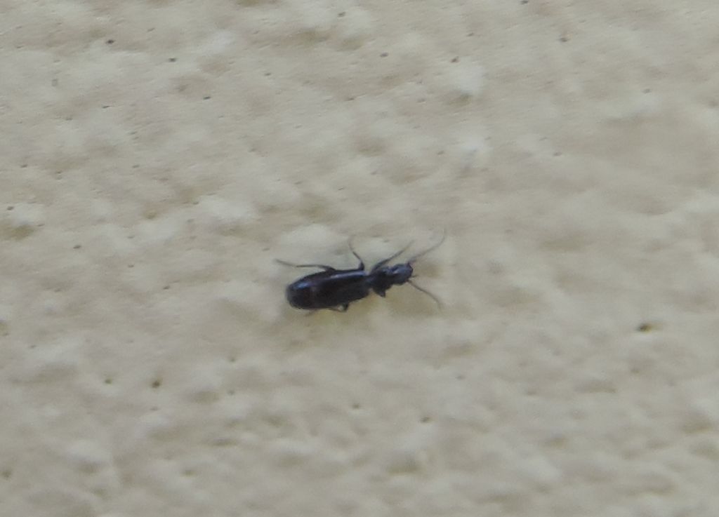 Piccolo Carabidae: Microlestes sp.