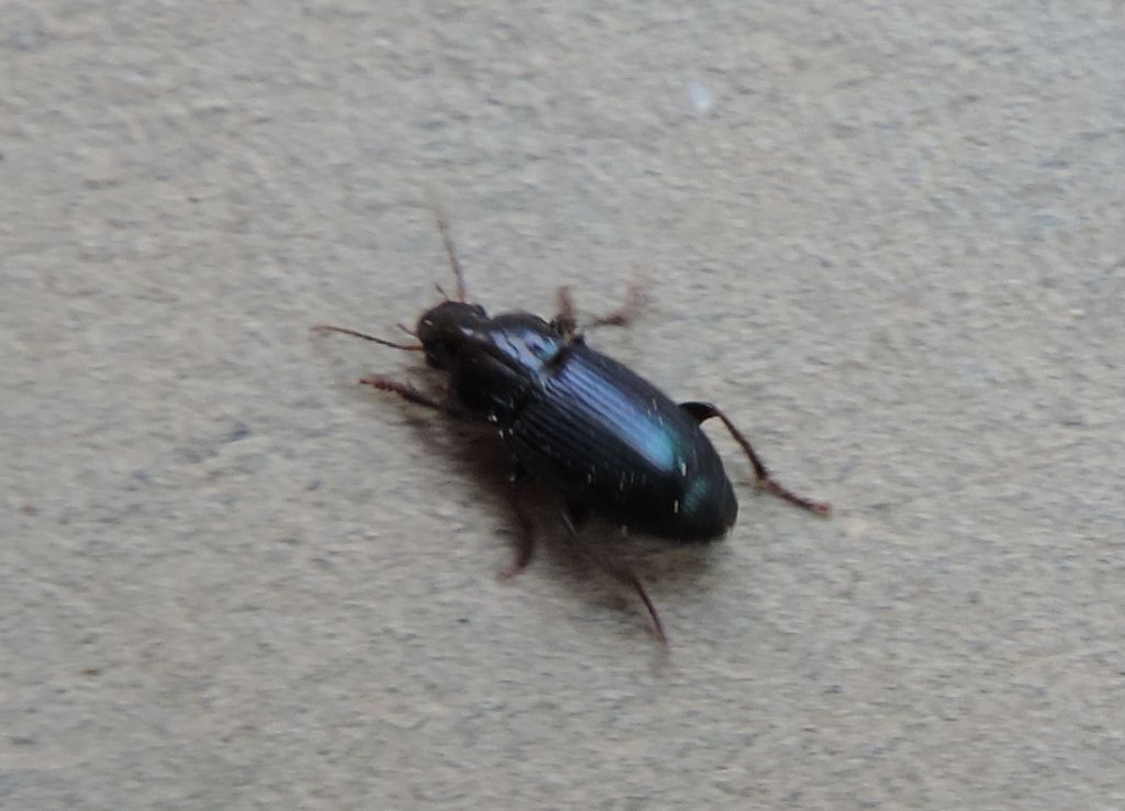 Harpalus?