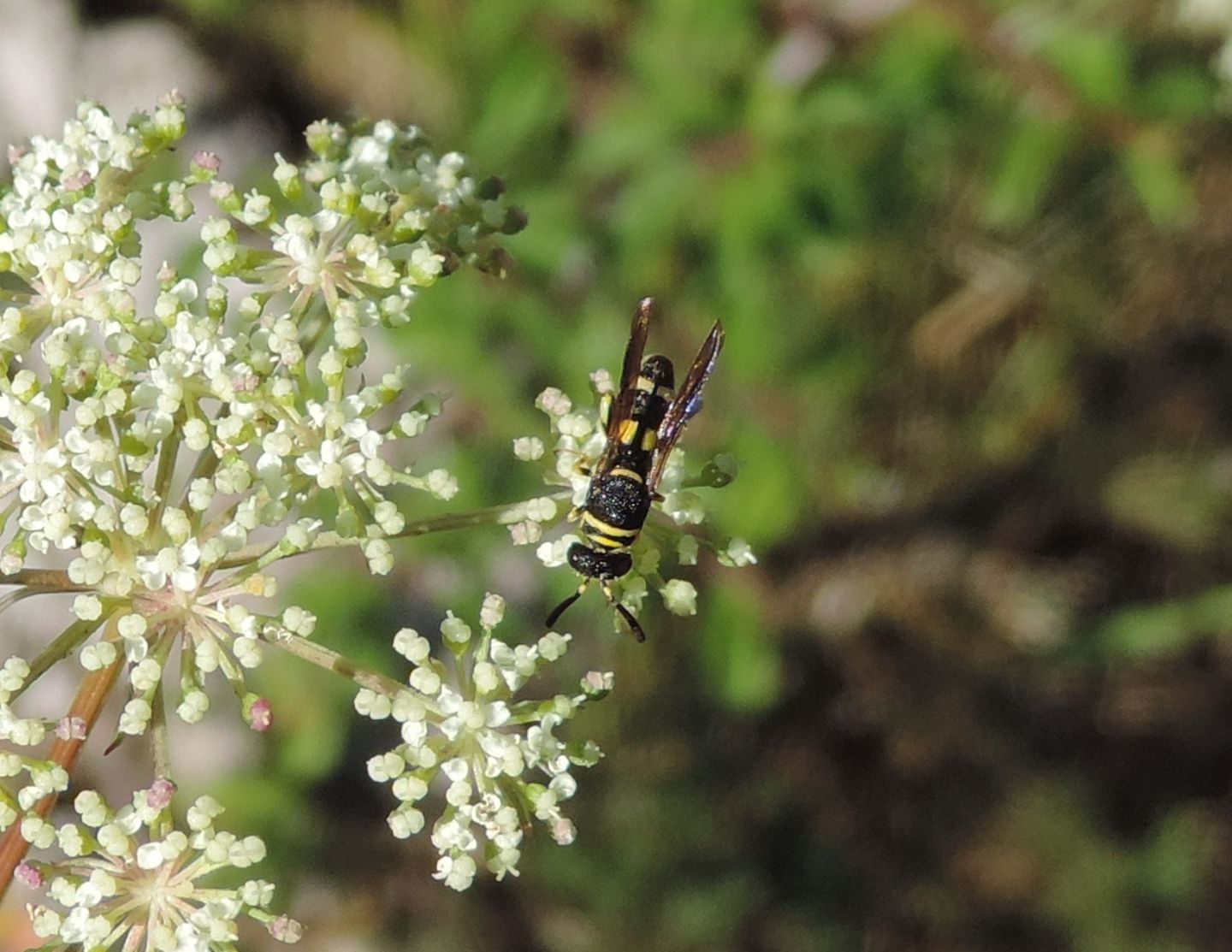Leucospidae: Leucospis dorsigera? L. dorsigera (affinis)