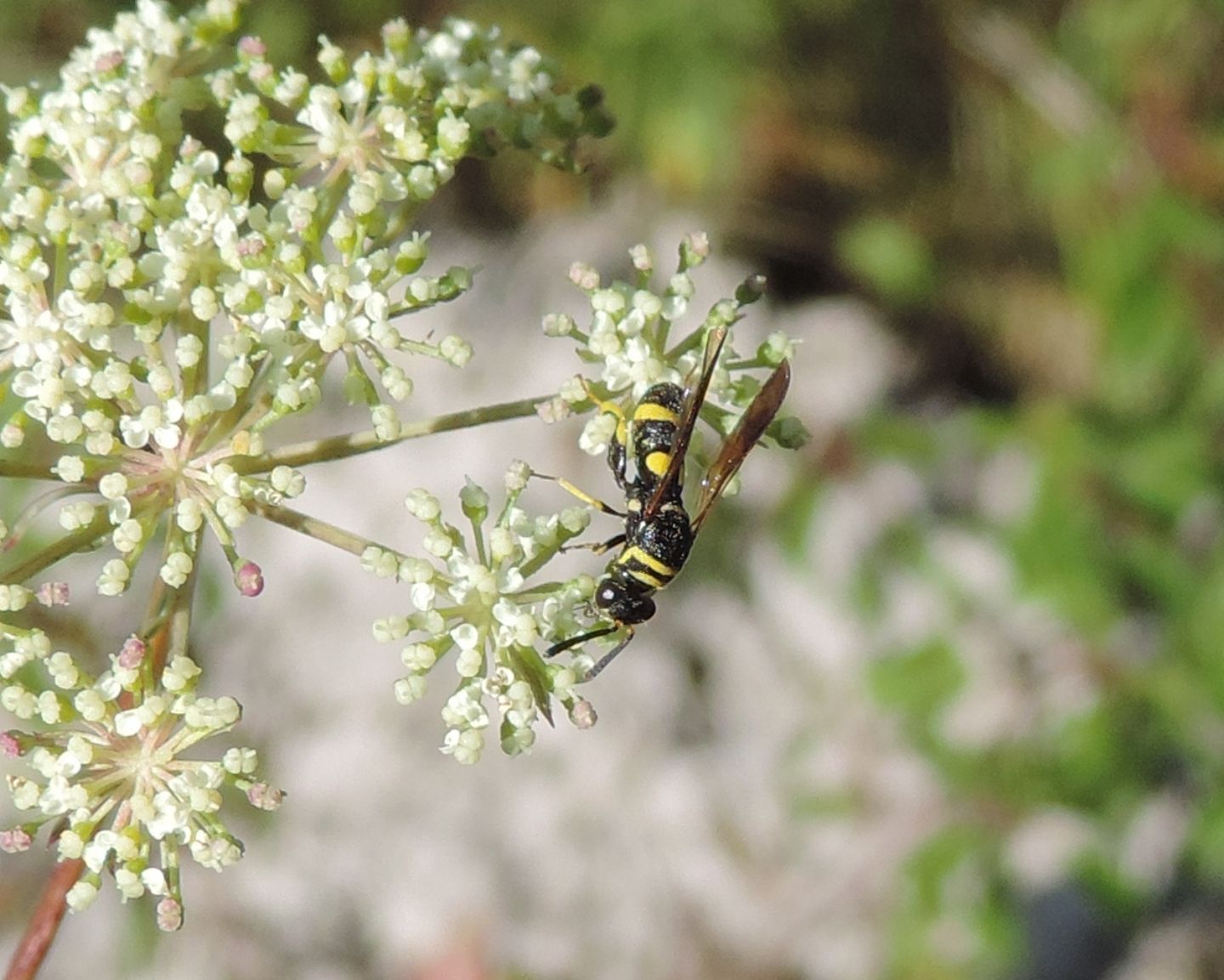 Leucospidae: Leucospis dorsigera? L. dorsigera (affinis)