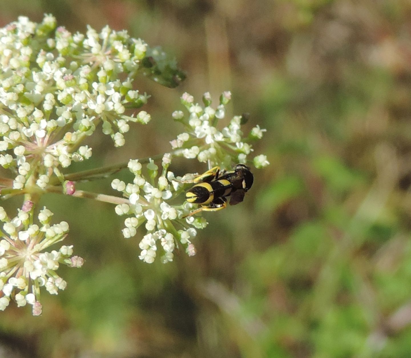 Leucospidae: Leucospis dorsigera? L. dorsigera (affinis)