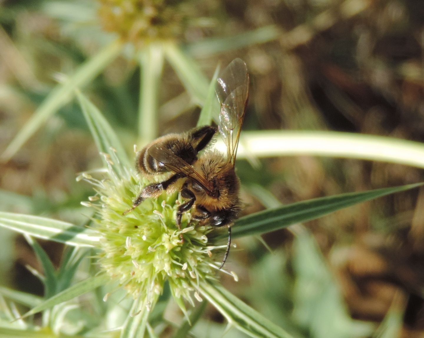 Andrena?  S, Andrena sp.