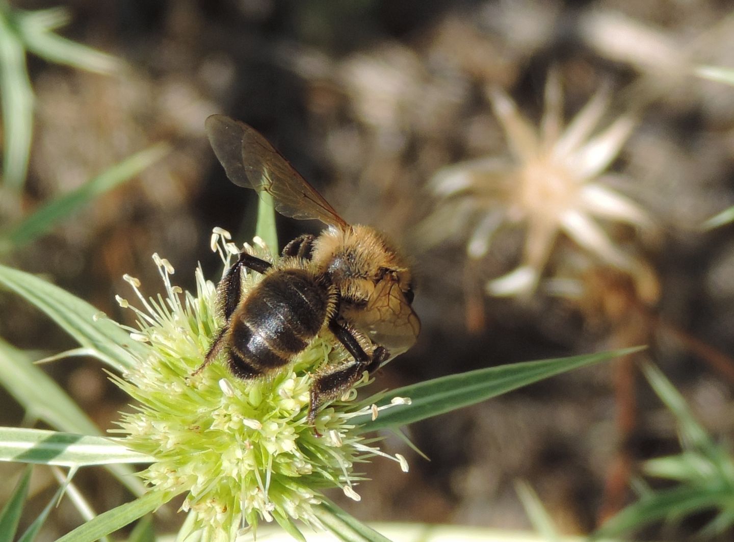 Andrena?  S, Andrena sp.