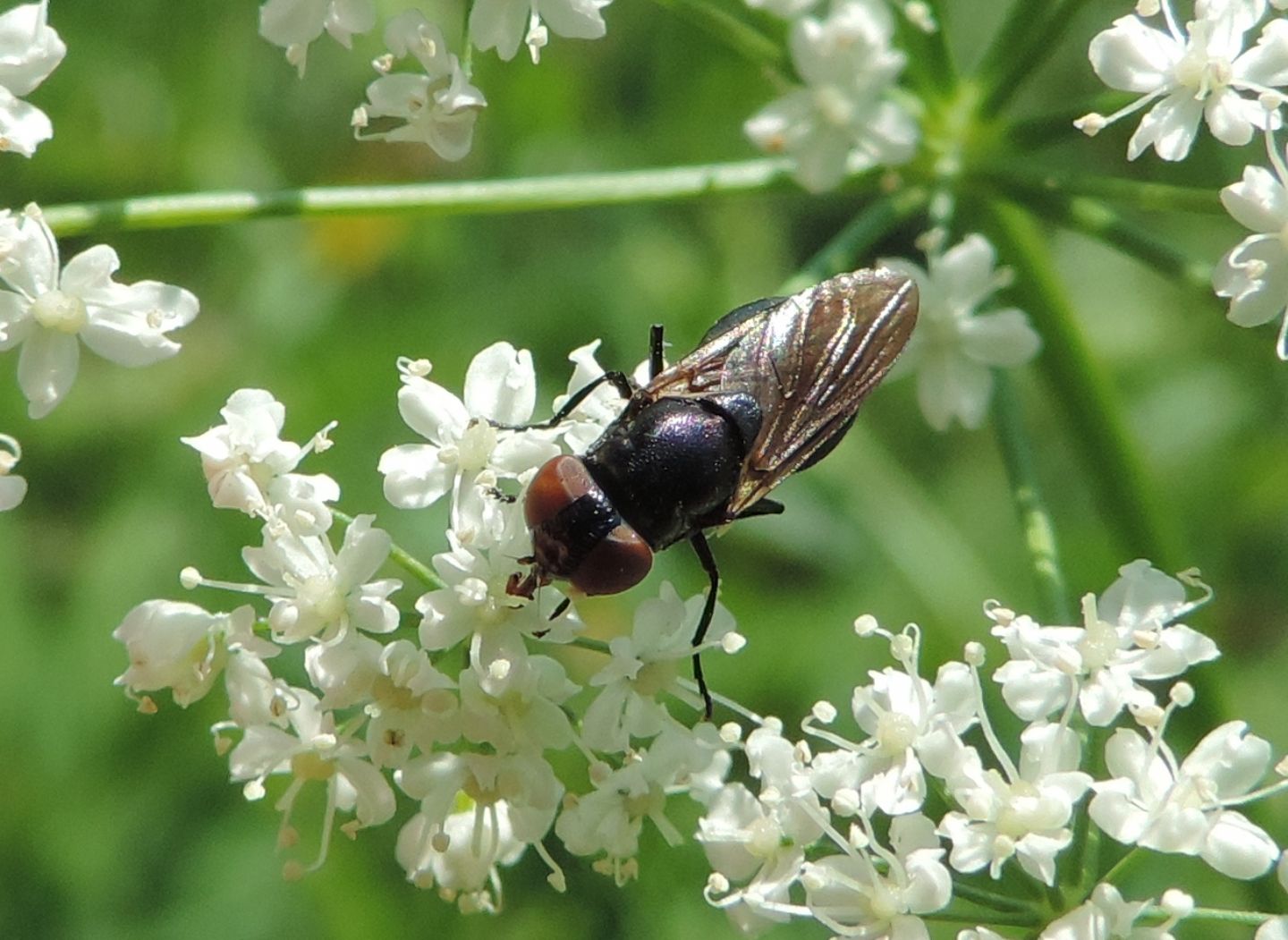 Syrphidae: Chrysogaster?  S, Chrysogaster solstitialis, femmina