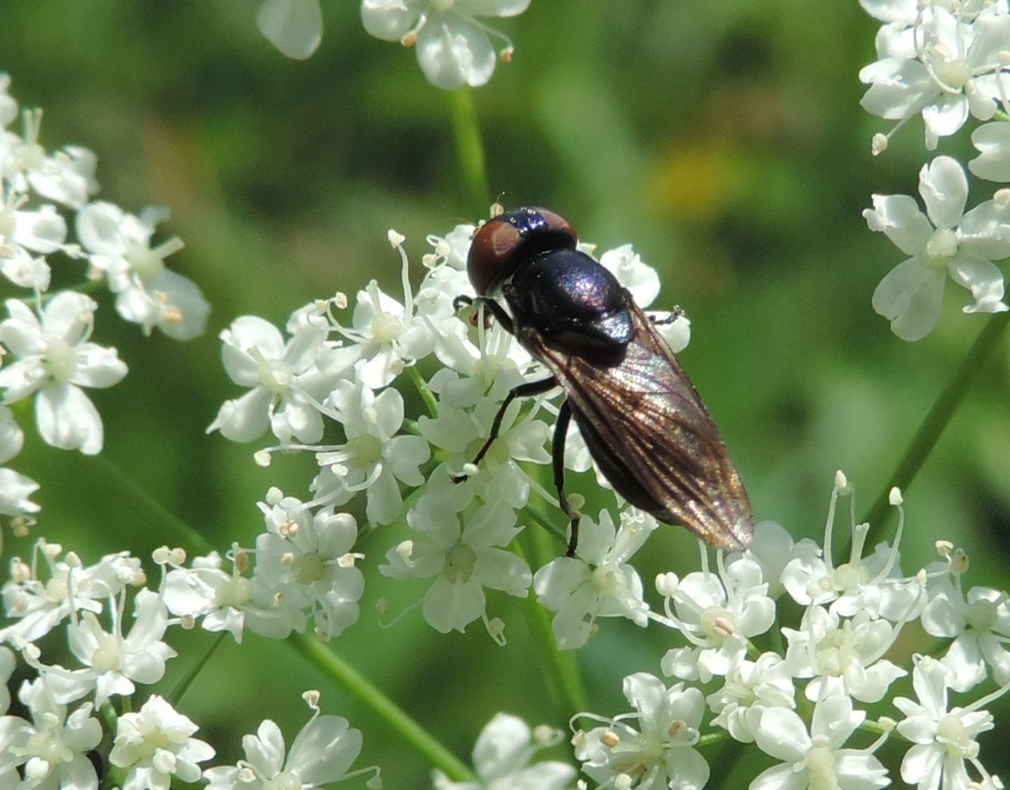 Syrphidae: Chrysogaster?  S, Chrysogaster solstitialis, femmina