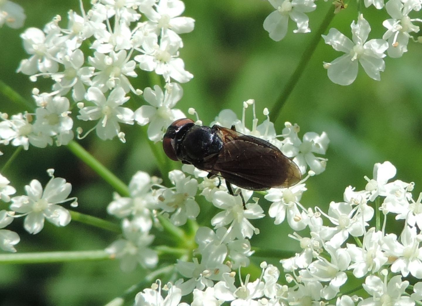 Syrphidae: Chrysogaster?  S, Chrysogaster solstitialis, femmina