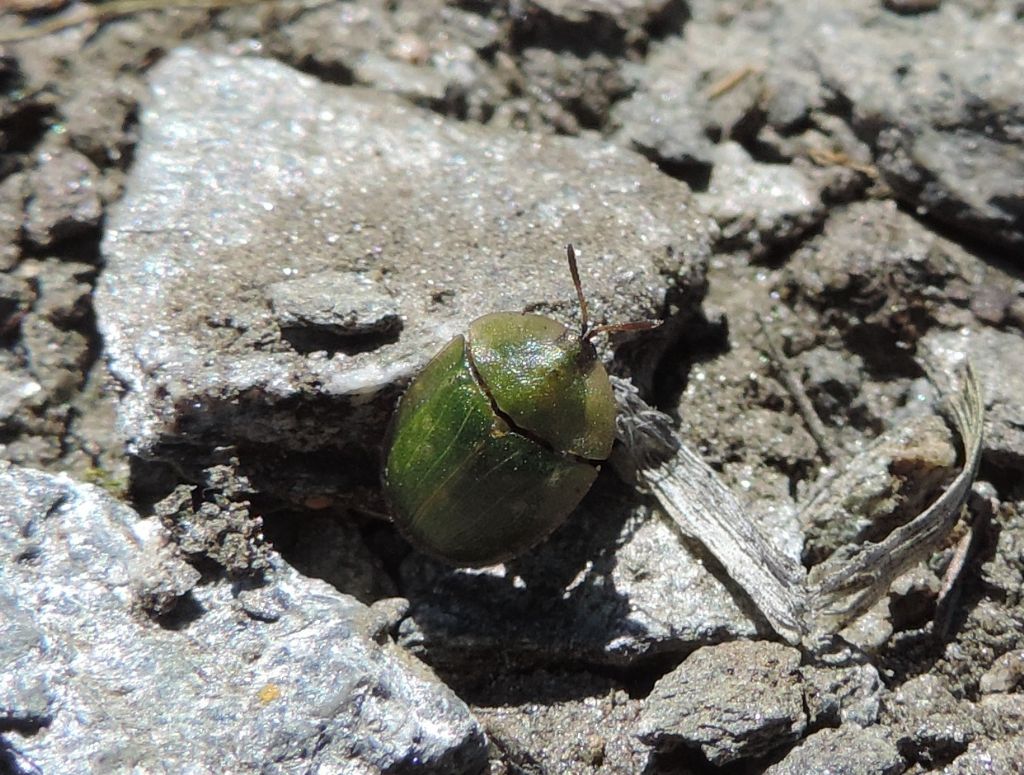 Chrysomelidae: Cassida sp.
