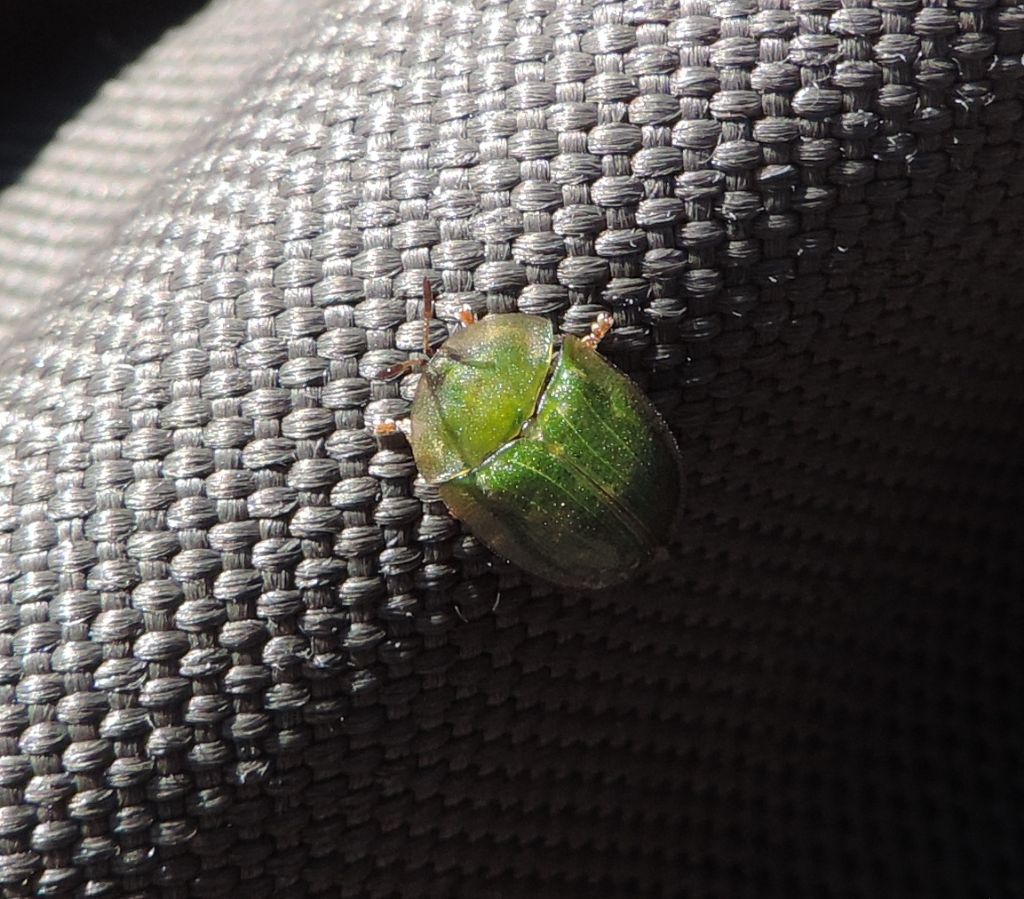 Chrysomelidae: Cassida sp.