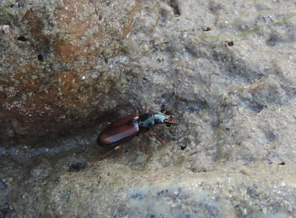 Ocydromus testaceus?