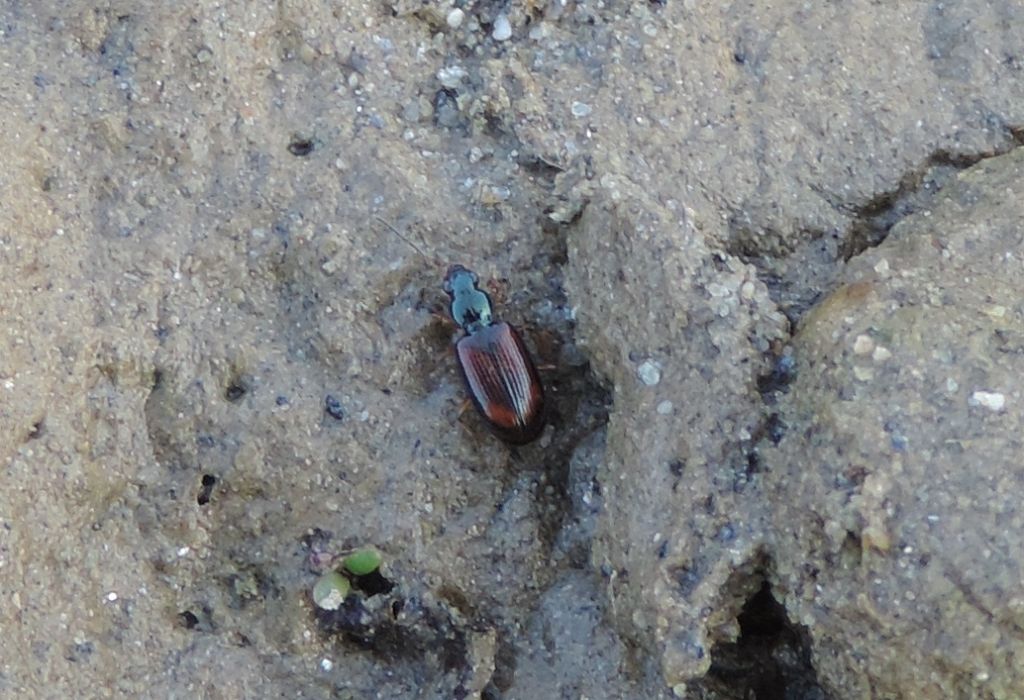 Ocydromus testaceus?