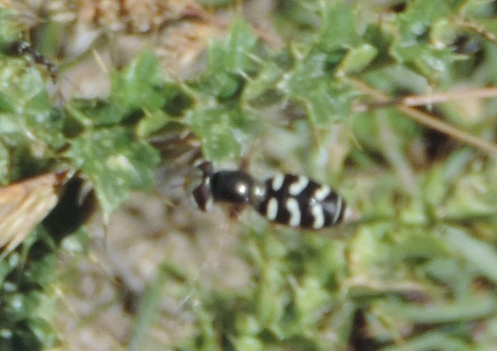 Scaeva pyrastri? S