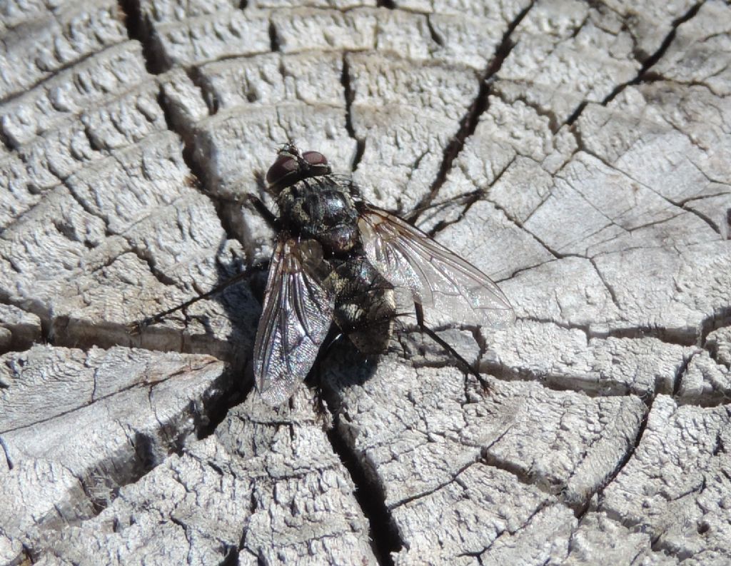 Tachinidae da identificare