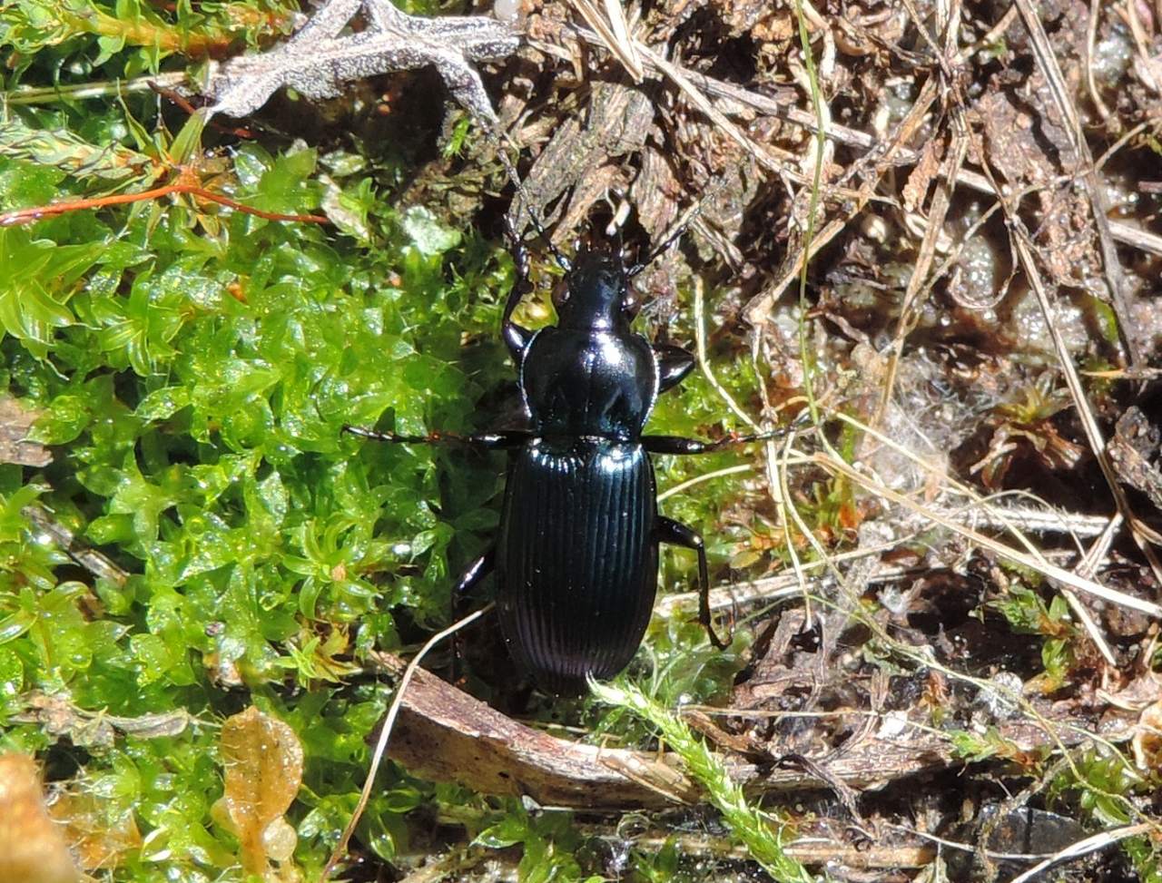 Carabidae dalla Valle Stura: Pterostichus ?  No, Poecilus lepidus