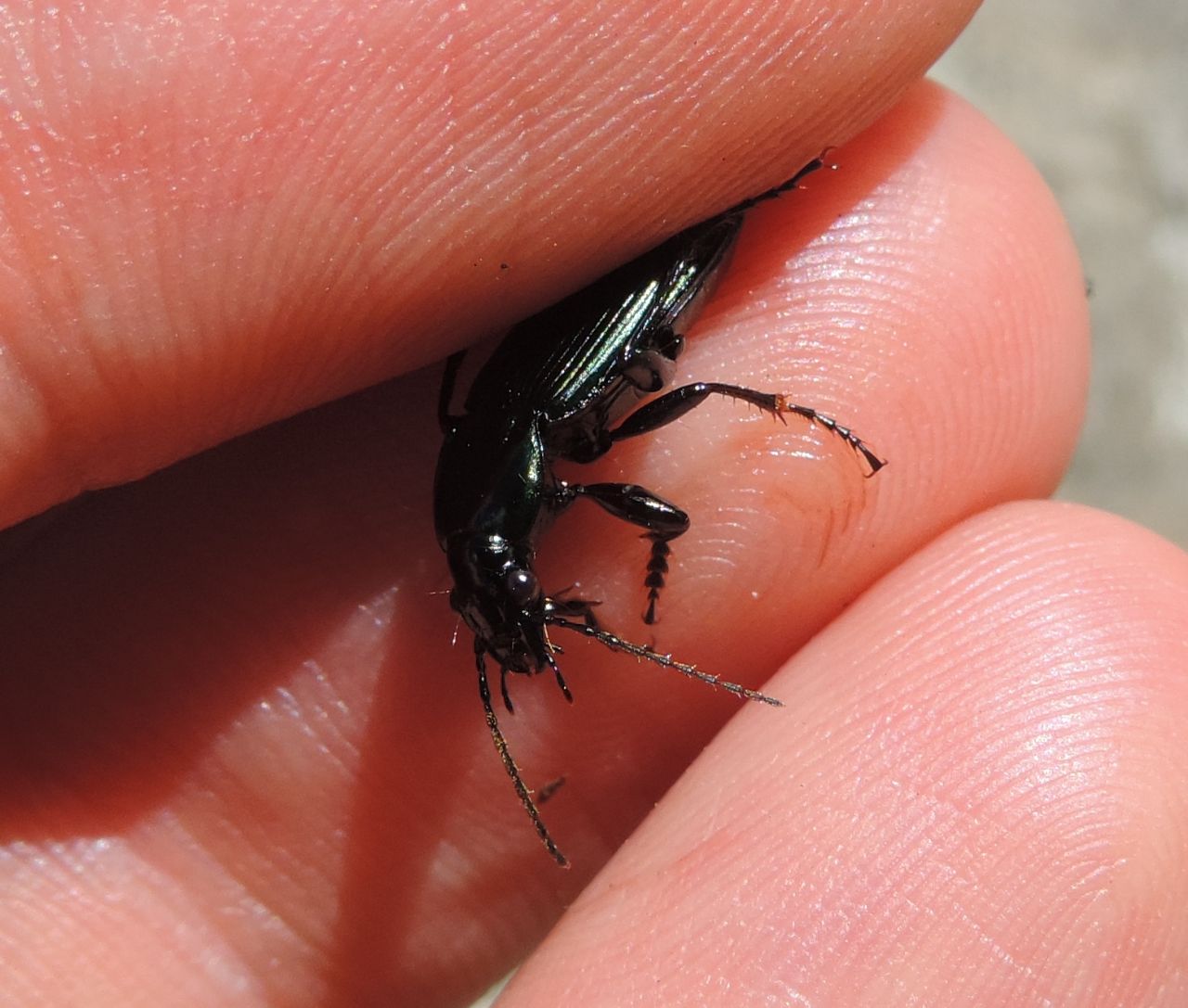 Carabidae dalla Valle Stura: Pterostichus ?  No, Poecilus lepidus