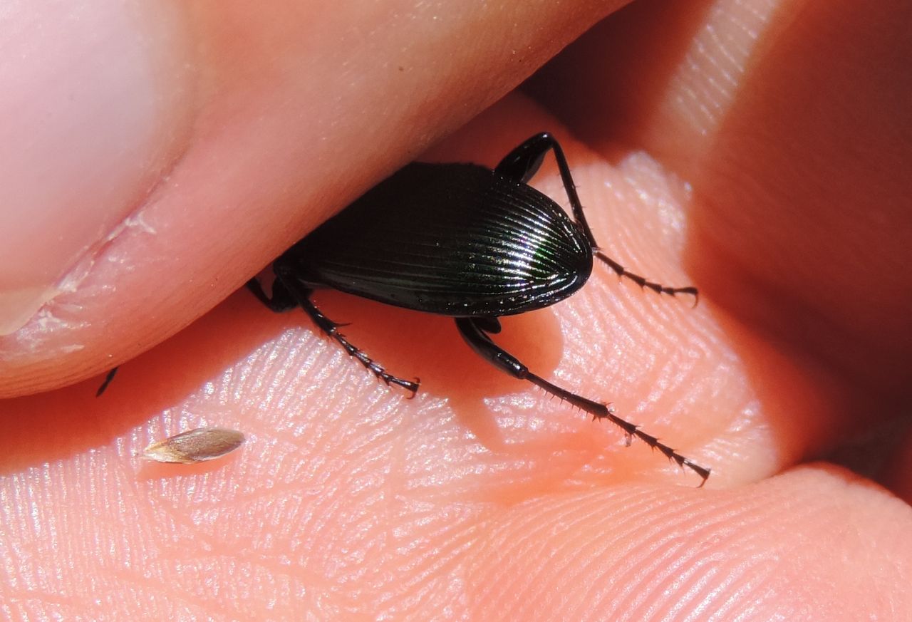 Carabidae dalla Valle Stura: Pterostichus ?  No, Poecilus lepidus