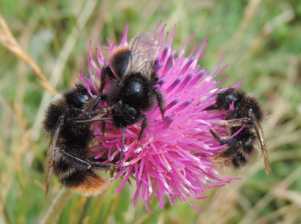 Bombus da identificare