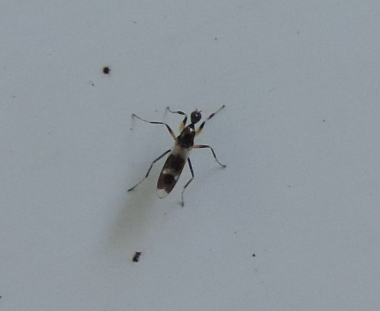 Hybotidae:  Tachydromia umbrarum?  Tachydromia sp.