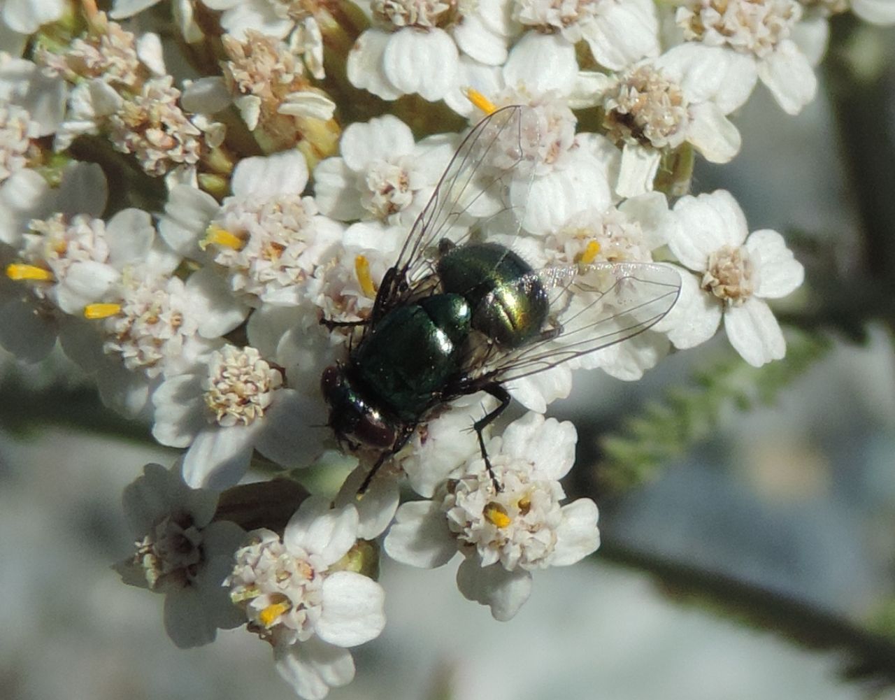 Muscidae: Neomyia cornicina? S