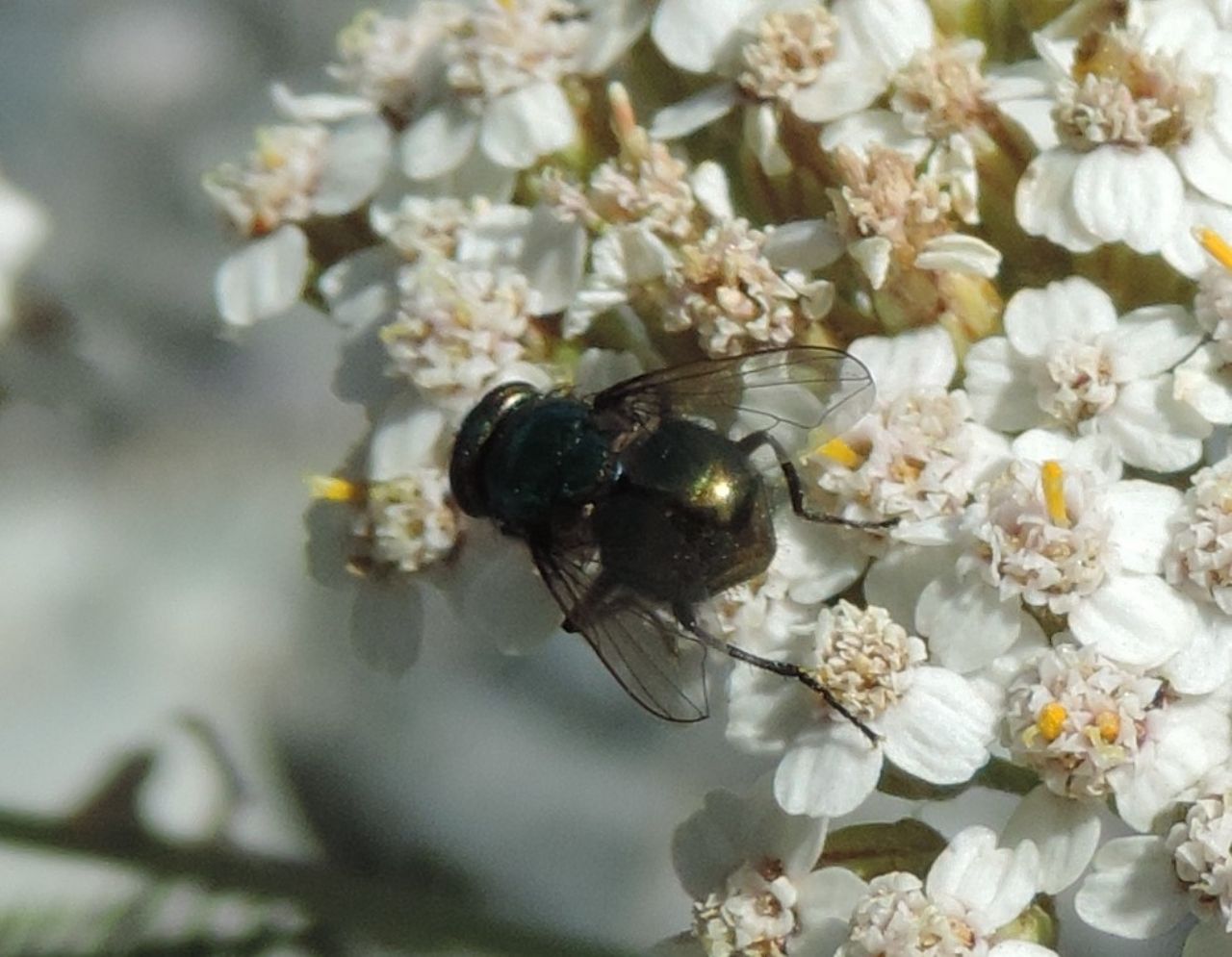 Muscidae: Neomyia cornicina? S