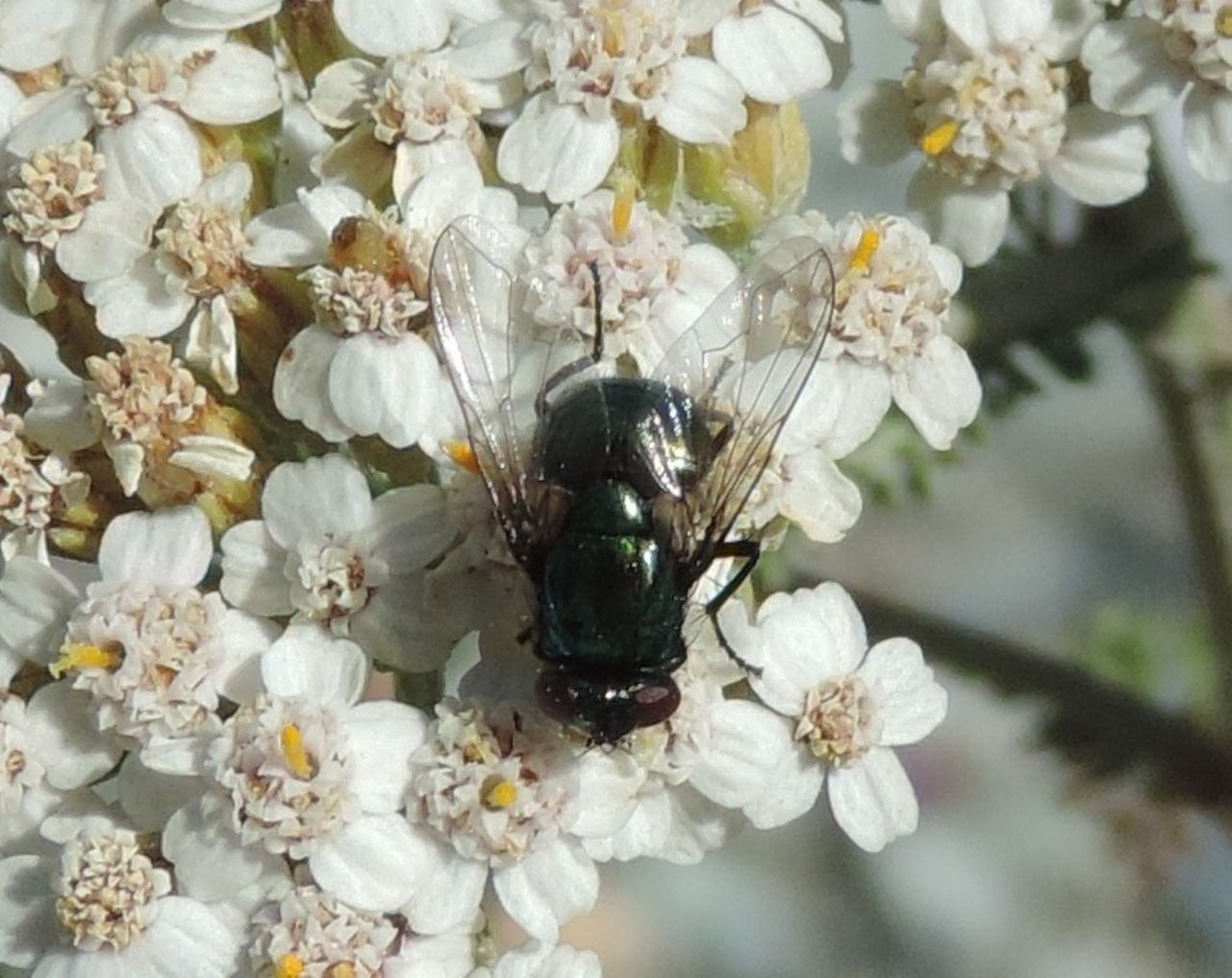 Muscidae: Neomyia cornicina? S