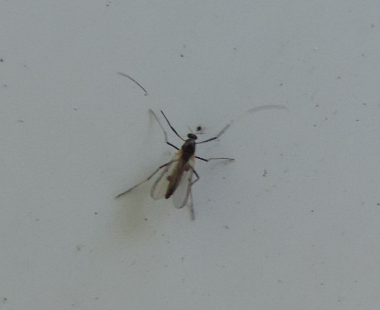 Chironomidae sp.