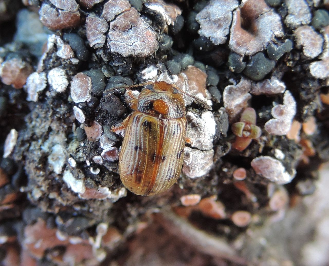 Chrysomelidae: Gonioctena sp.  (G. intermedia o G.  quinquepunctata)
