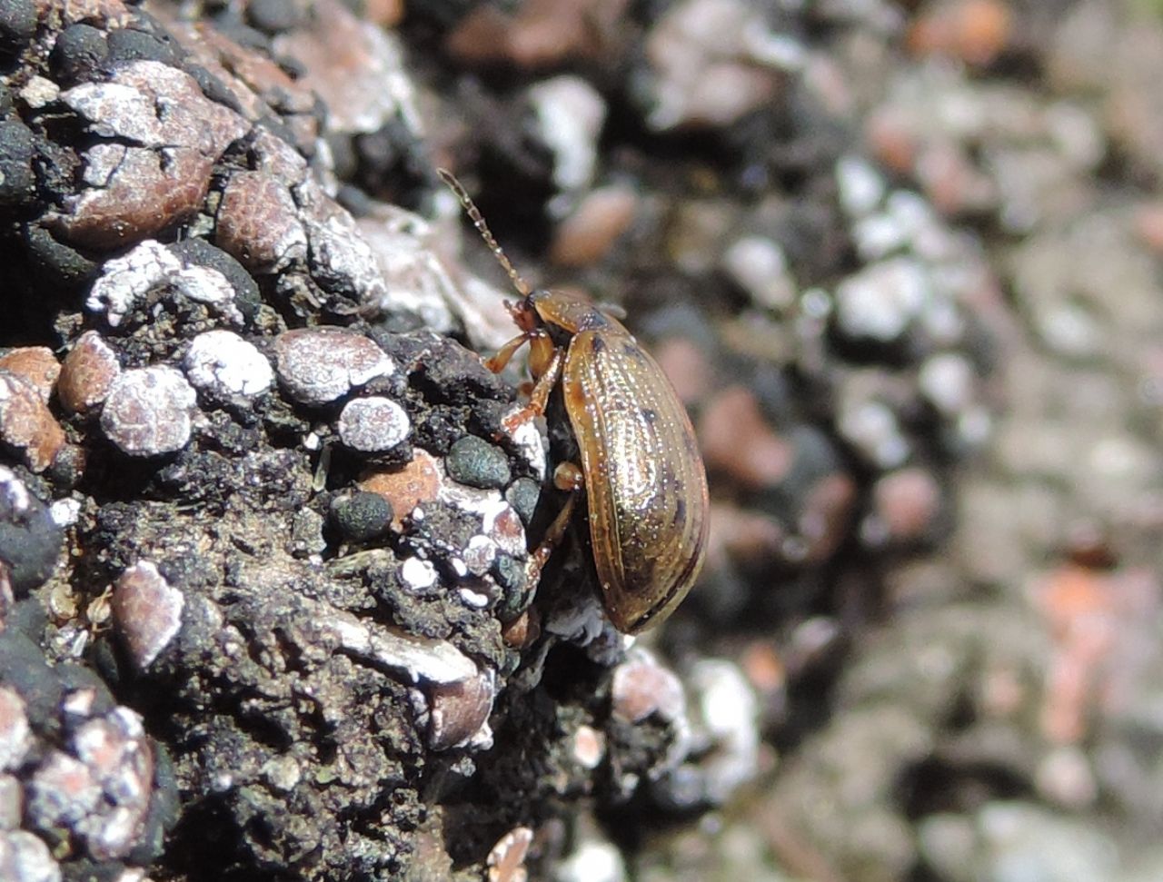 Chrysomelidae: Gonioctena sp.  (G. intermedia o G.  quinquepunctata)