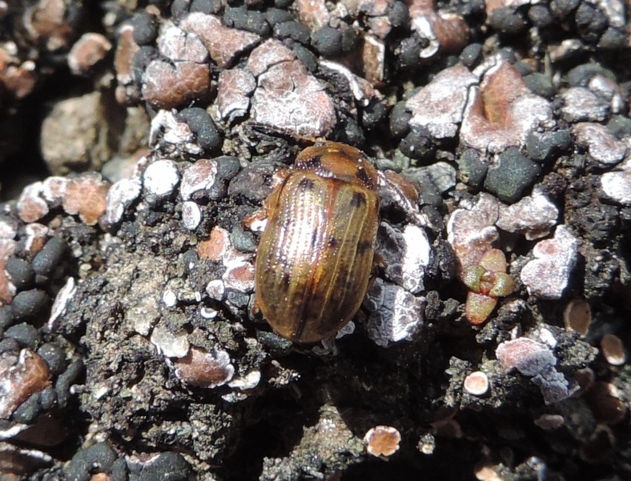 Chrysomelidae: Gonioctena sp.  (G. intermedia o G.  quinquepunctata)