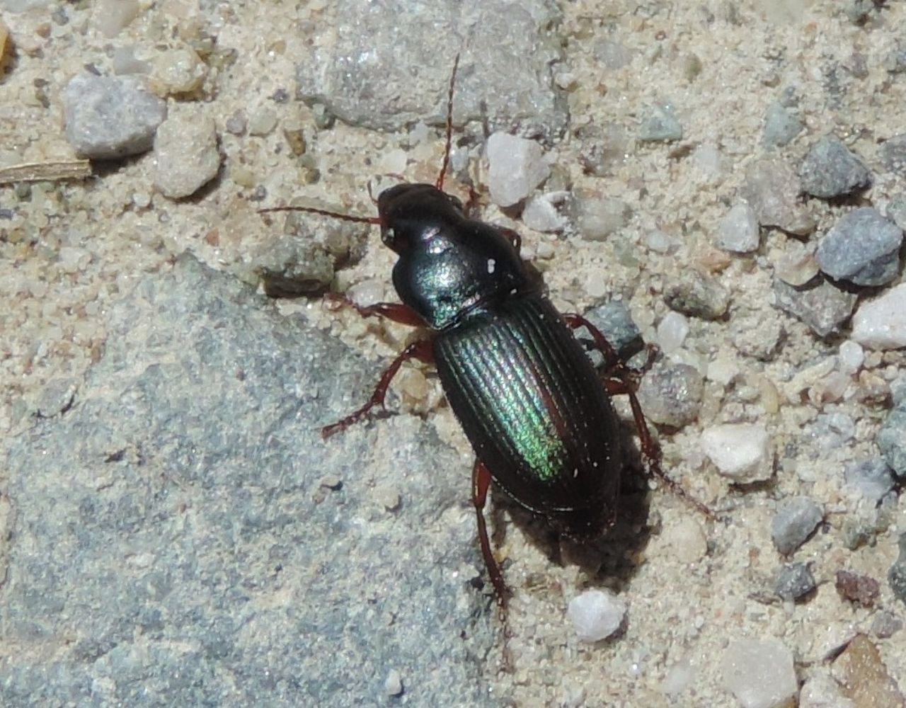 Harpalus? S, Harpalus affinis