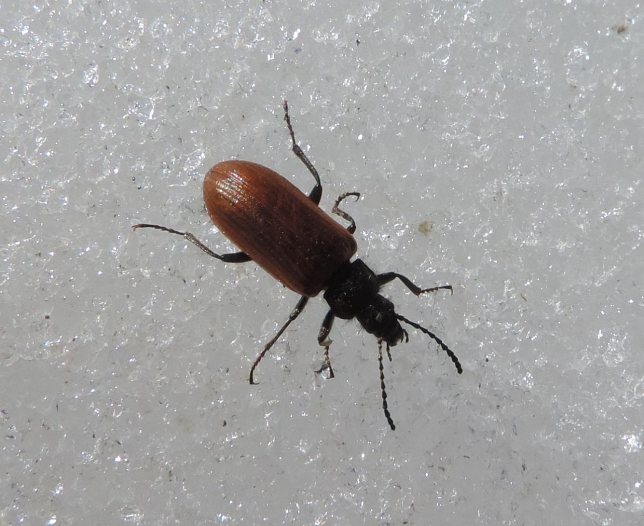 Tenebrionidae Alleculinae: Omophlus? Sì, cfr. pubescens