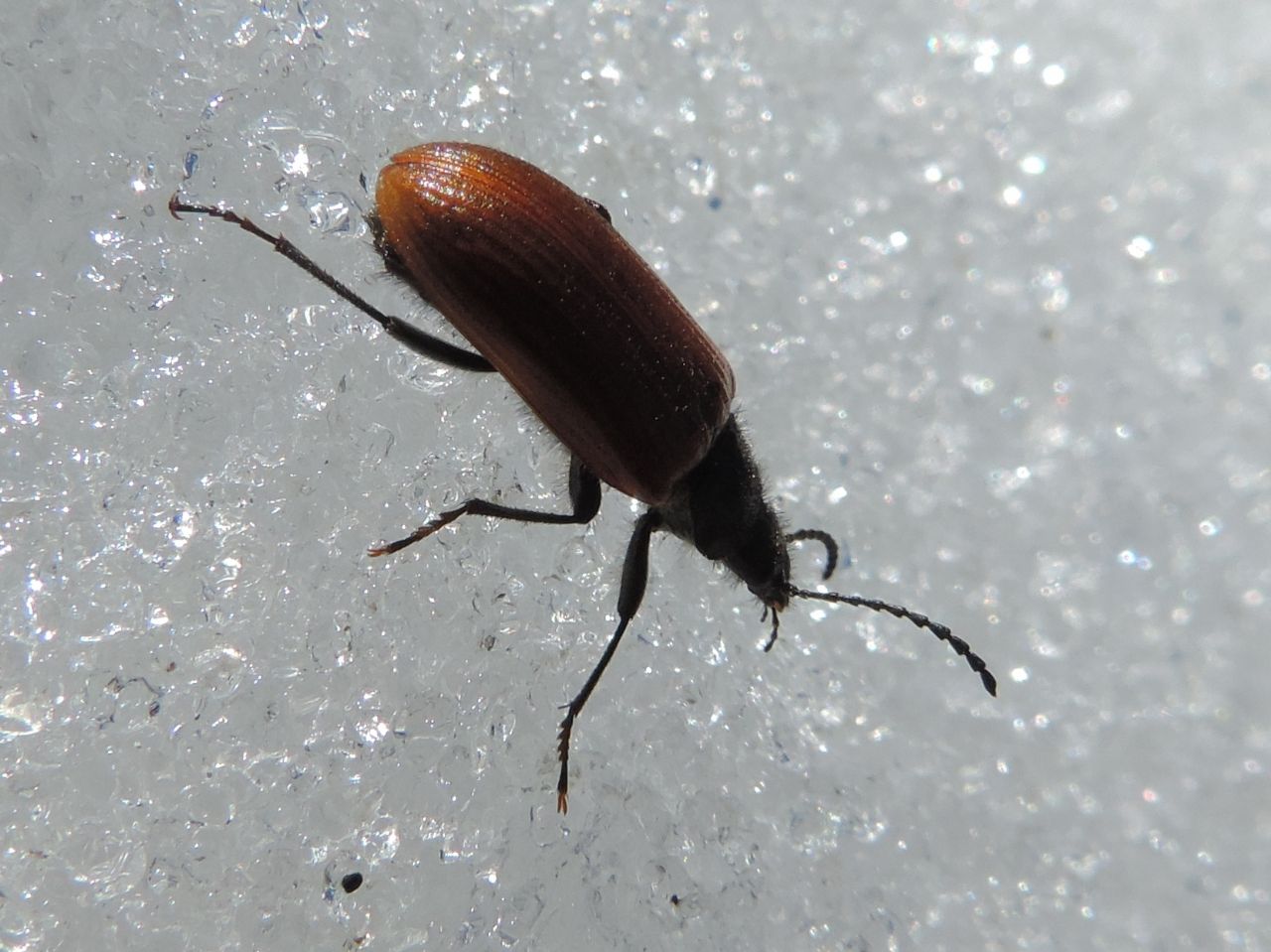 Tenebrionidae Alleculinae: Omophlus? Sì, cfr. pubescens