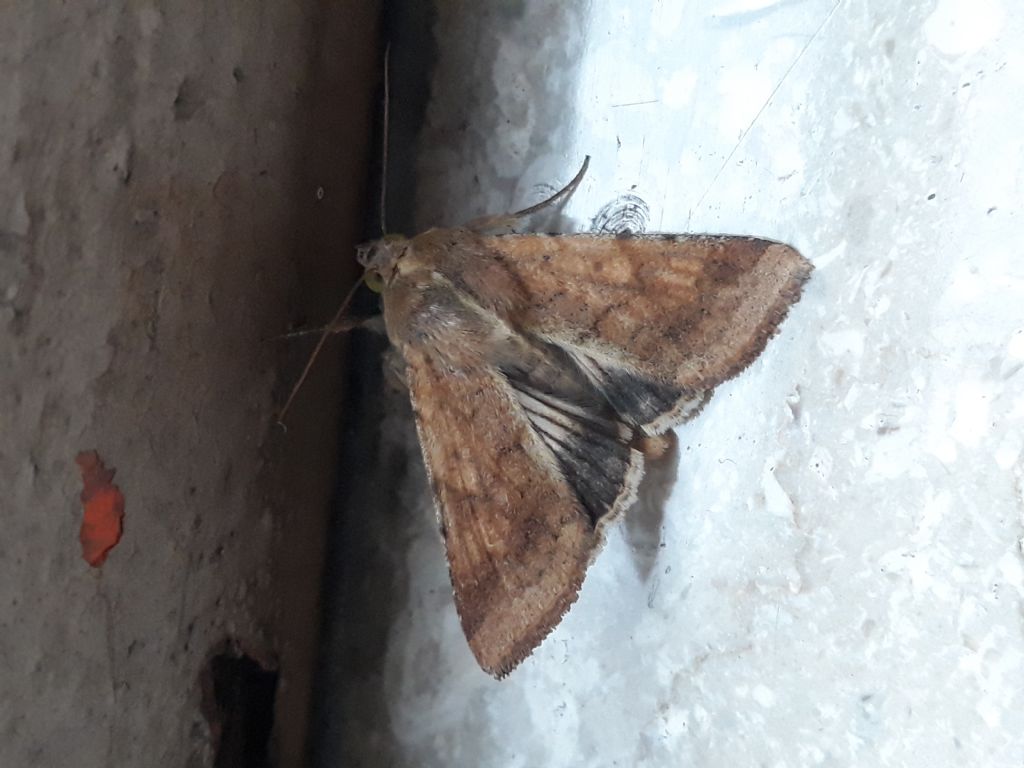 Helicoverpa armigera?