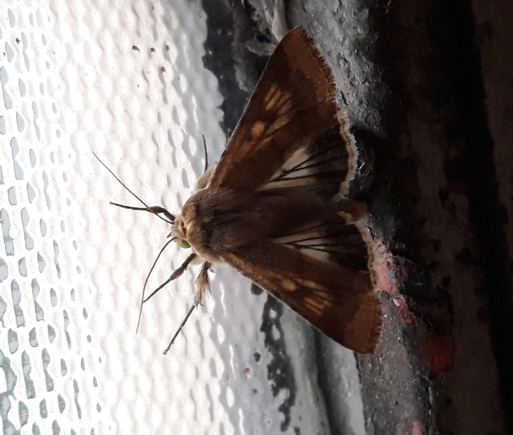 Helicoverpa armigera?