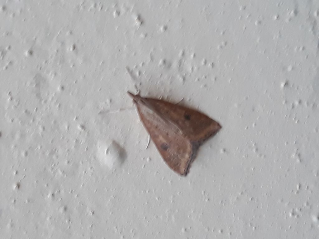 Udea ferrugalis?  S