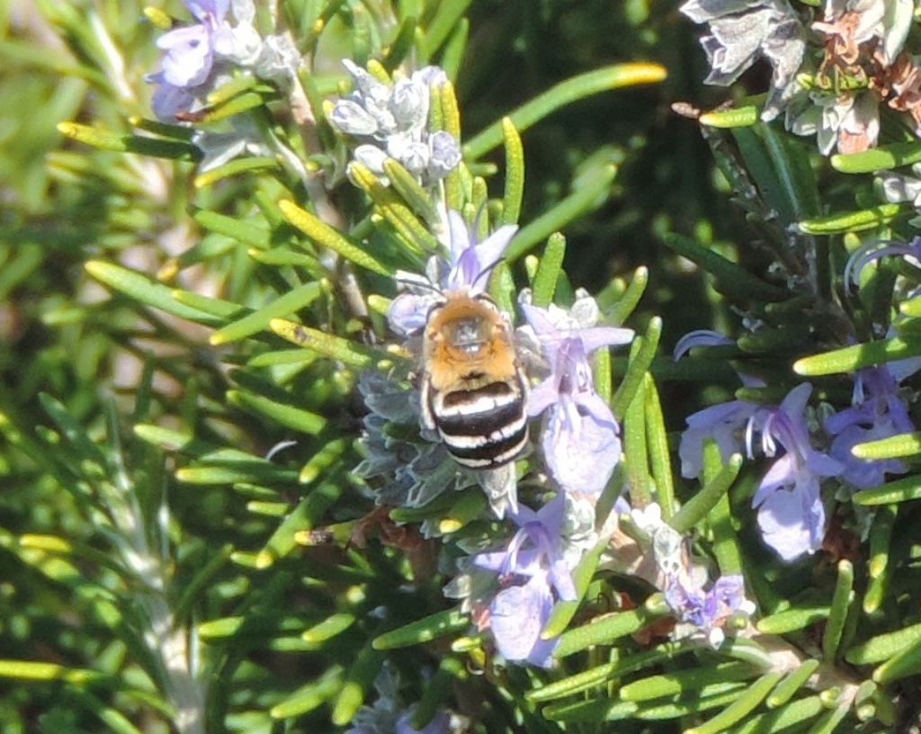 Amegilla da identificare