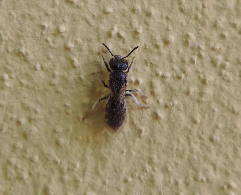 Halictus?