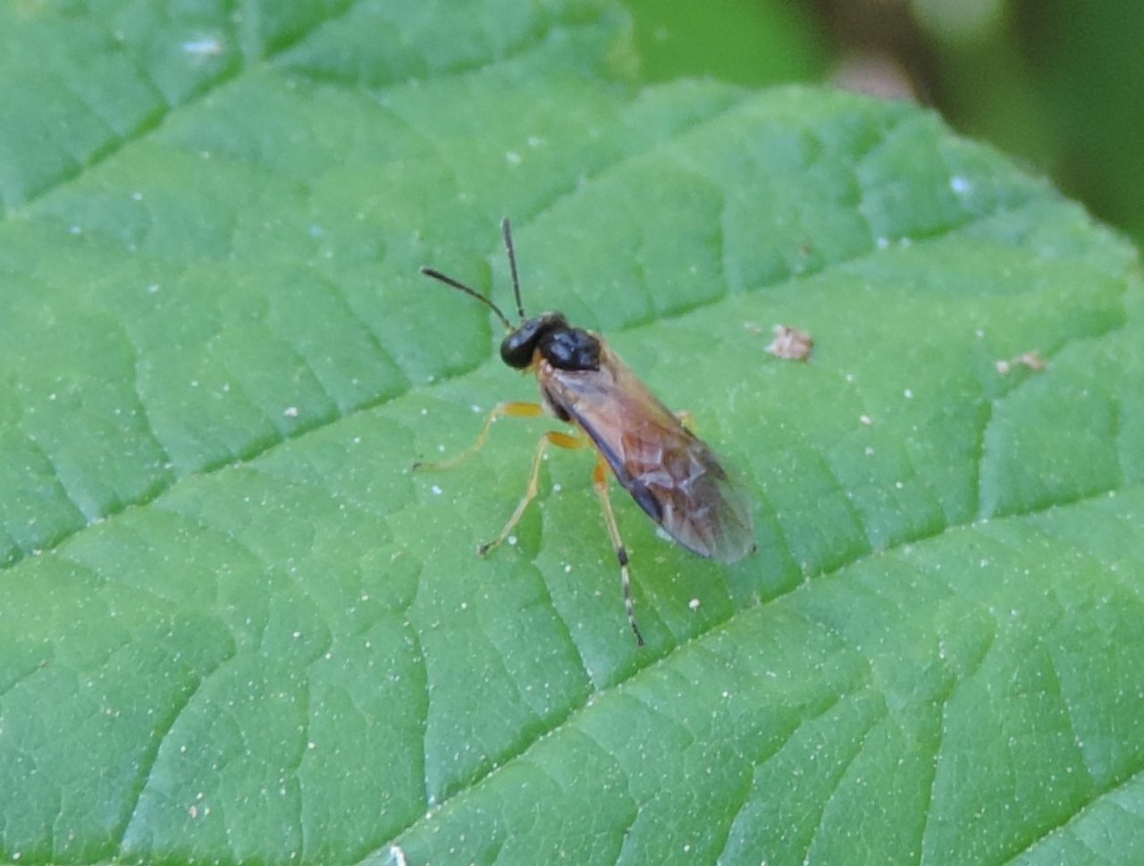 Athalia circularis?