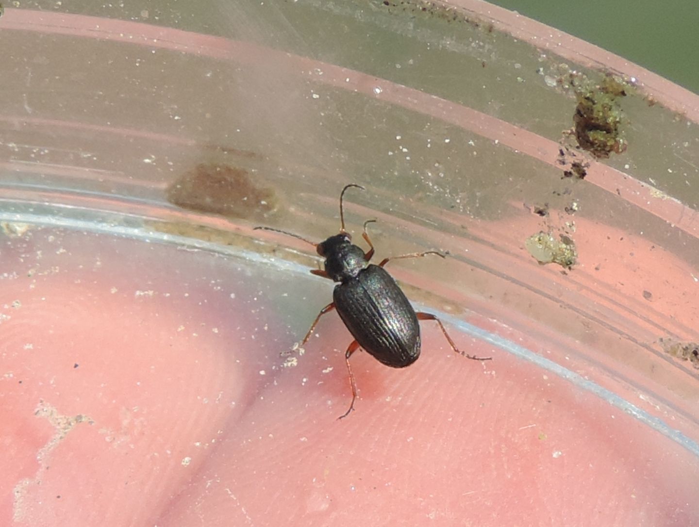 Carabidae ripari: Bembidion (Odontium) cf. striatum e B. foraminosum