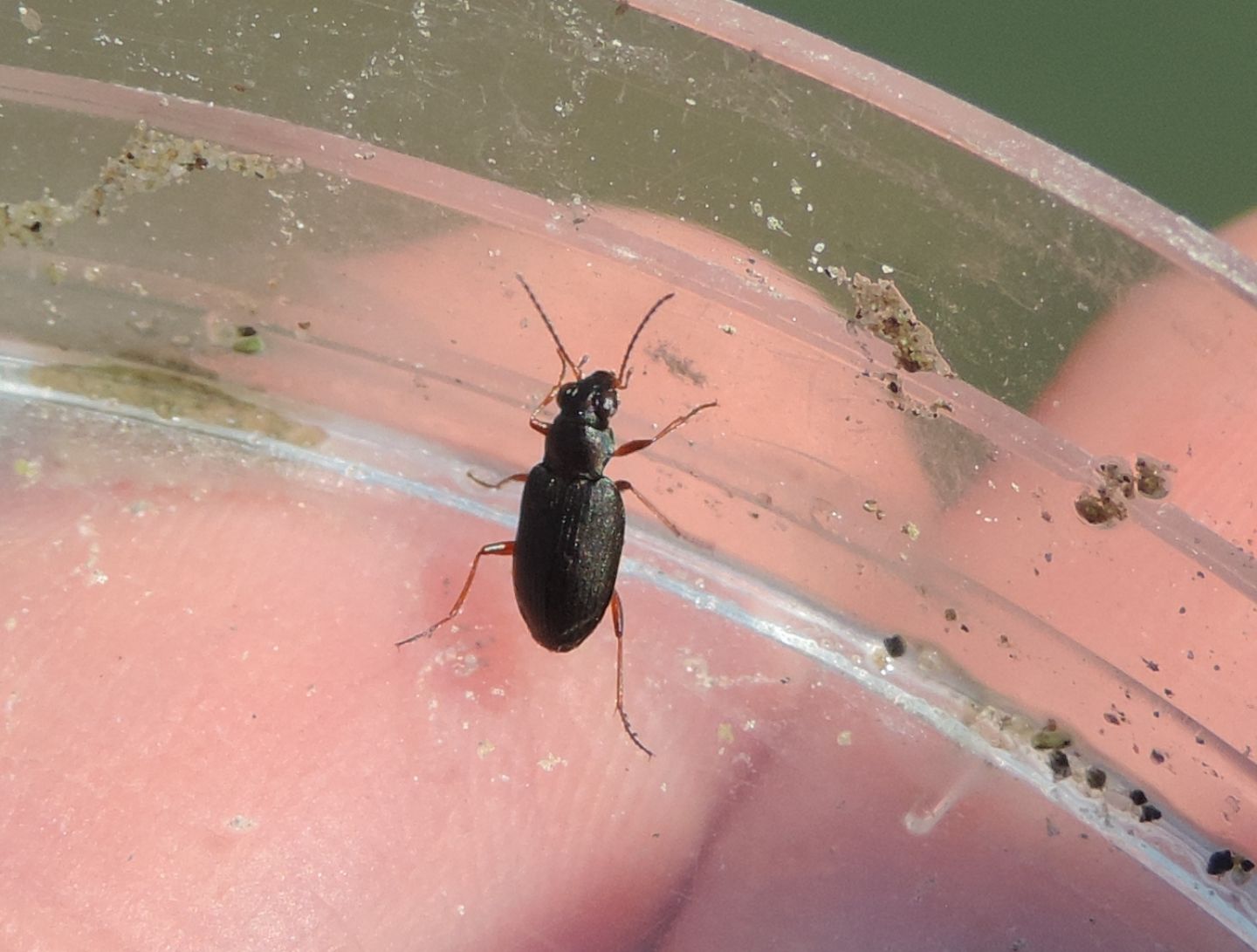 Carabidae ripari: Bembidion (Odontium) cf. striatum e B. foraminosum