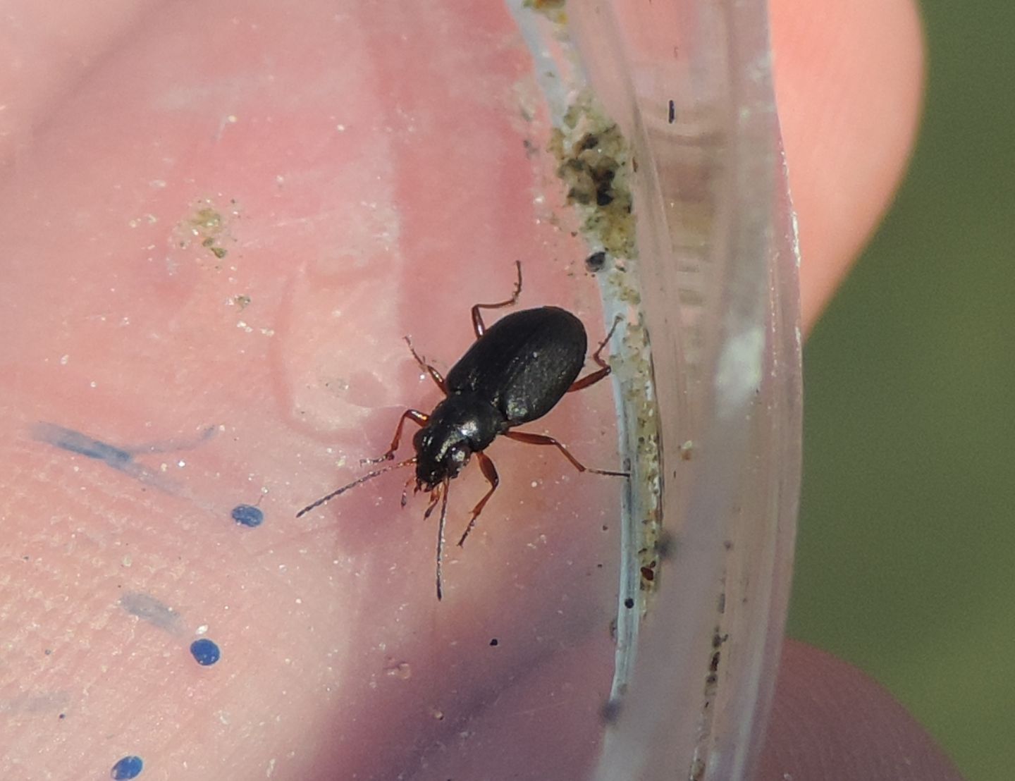 Carabidae ripari: Bembidion (Odontium) cf. striatum e B. foraminosum