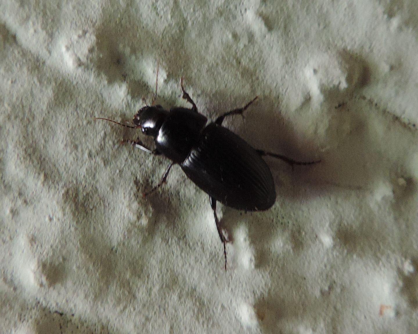 Harpalus?