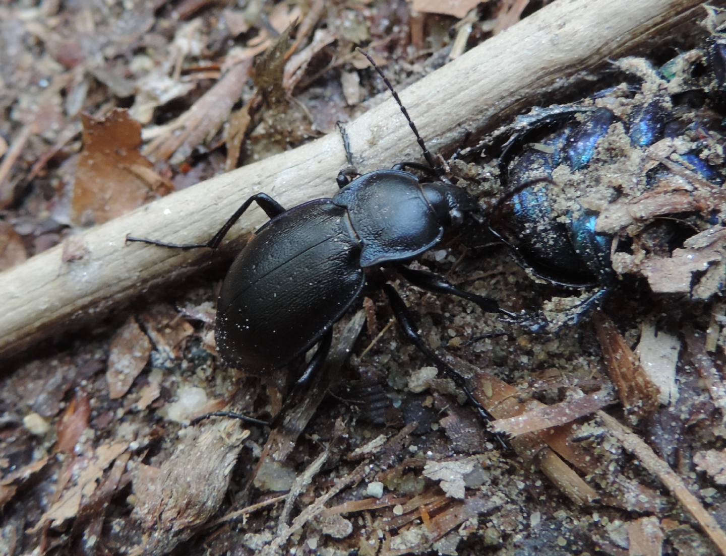 Carabus convexus?