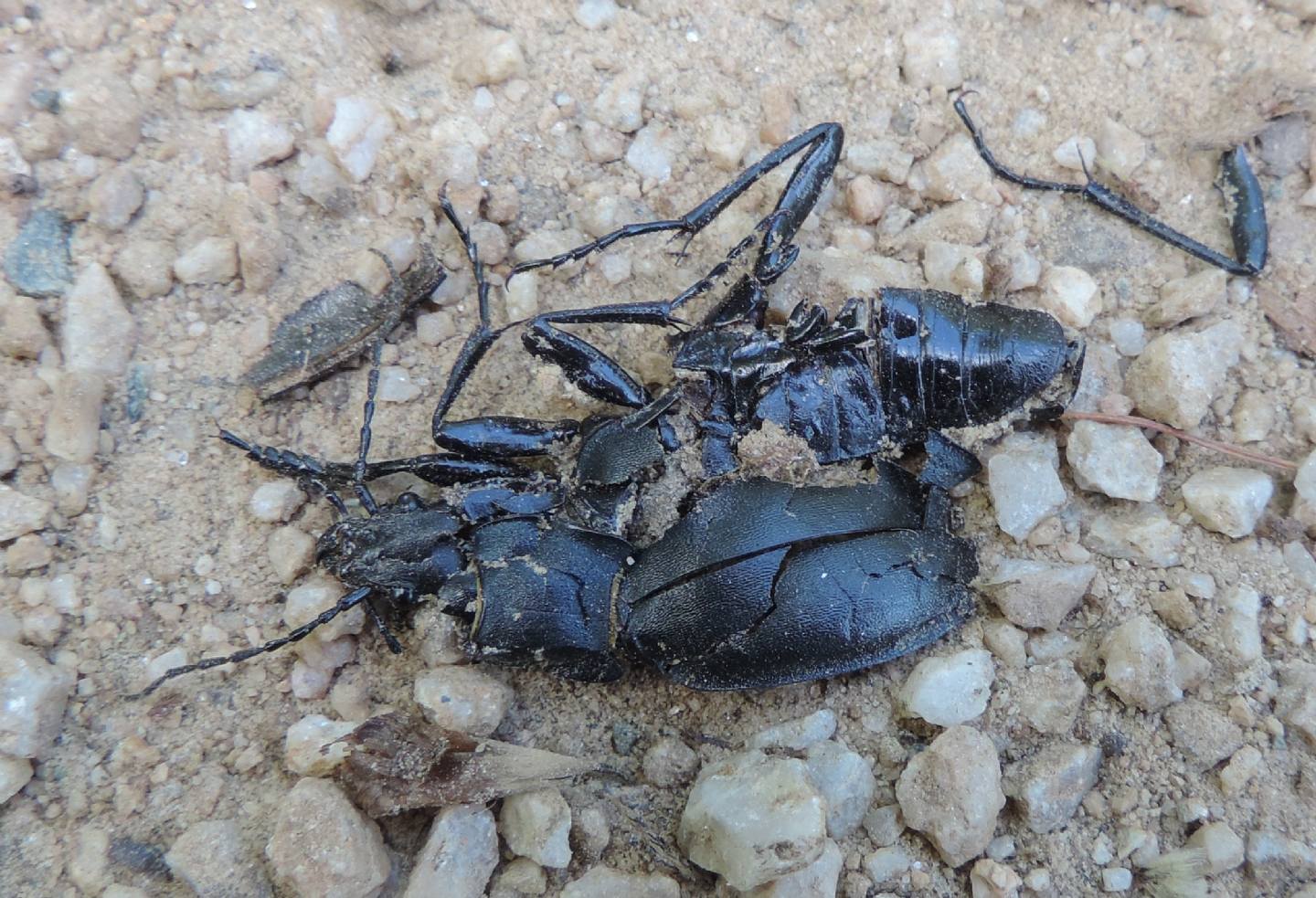 Carabus convexus?