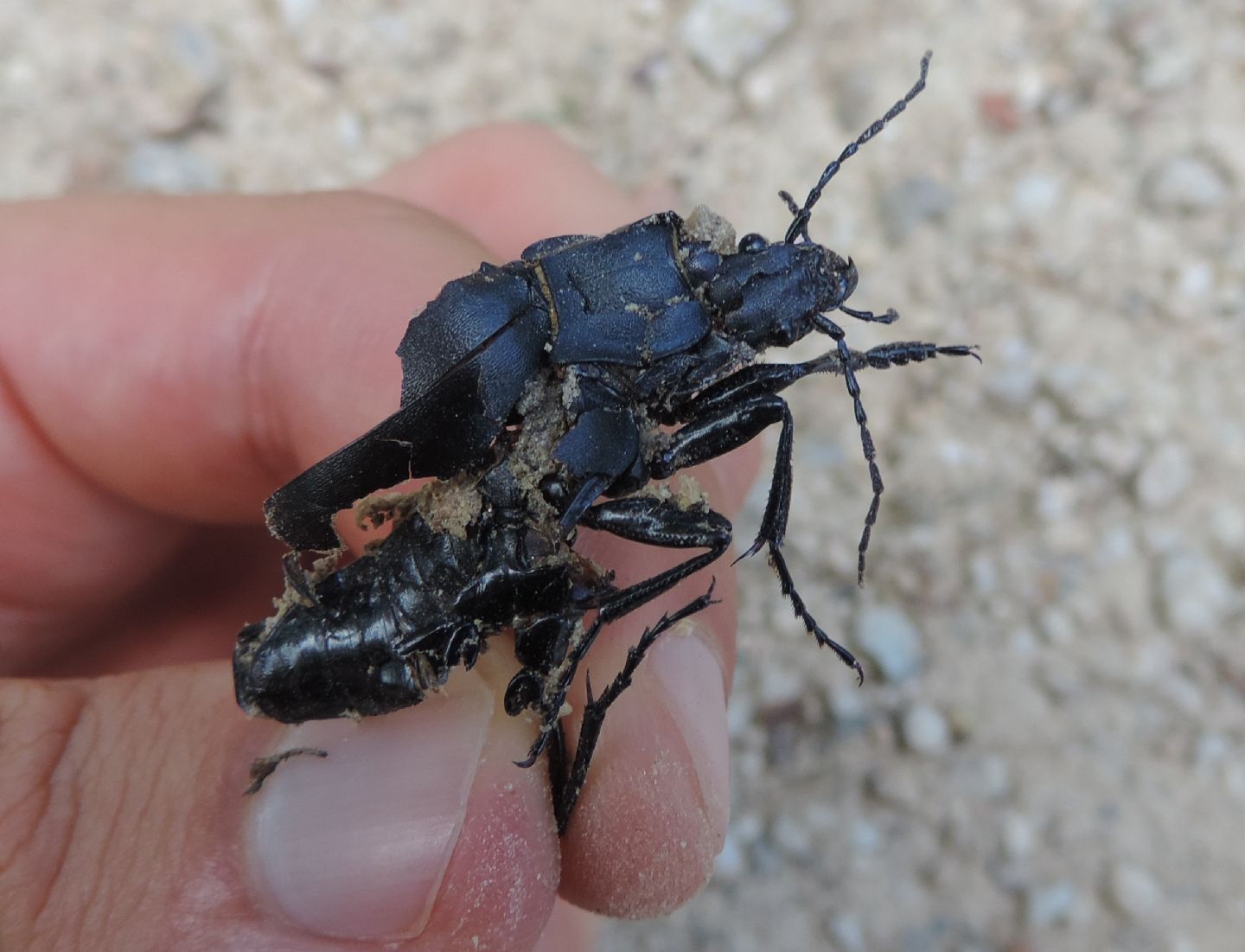 Carabus convexus?