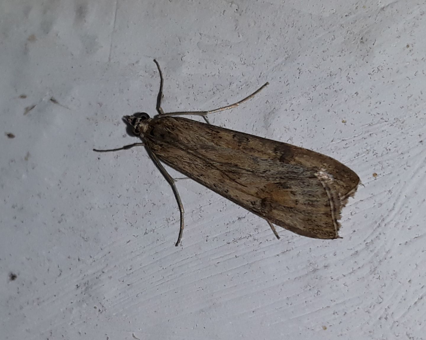 Nomophila noctuella?