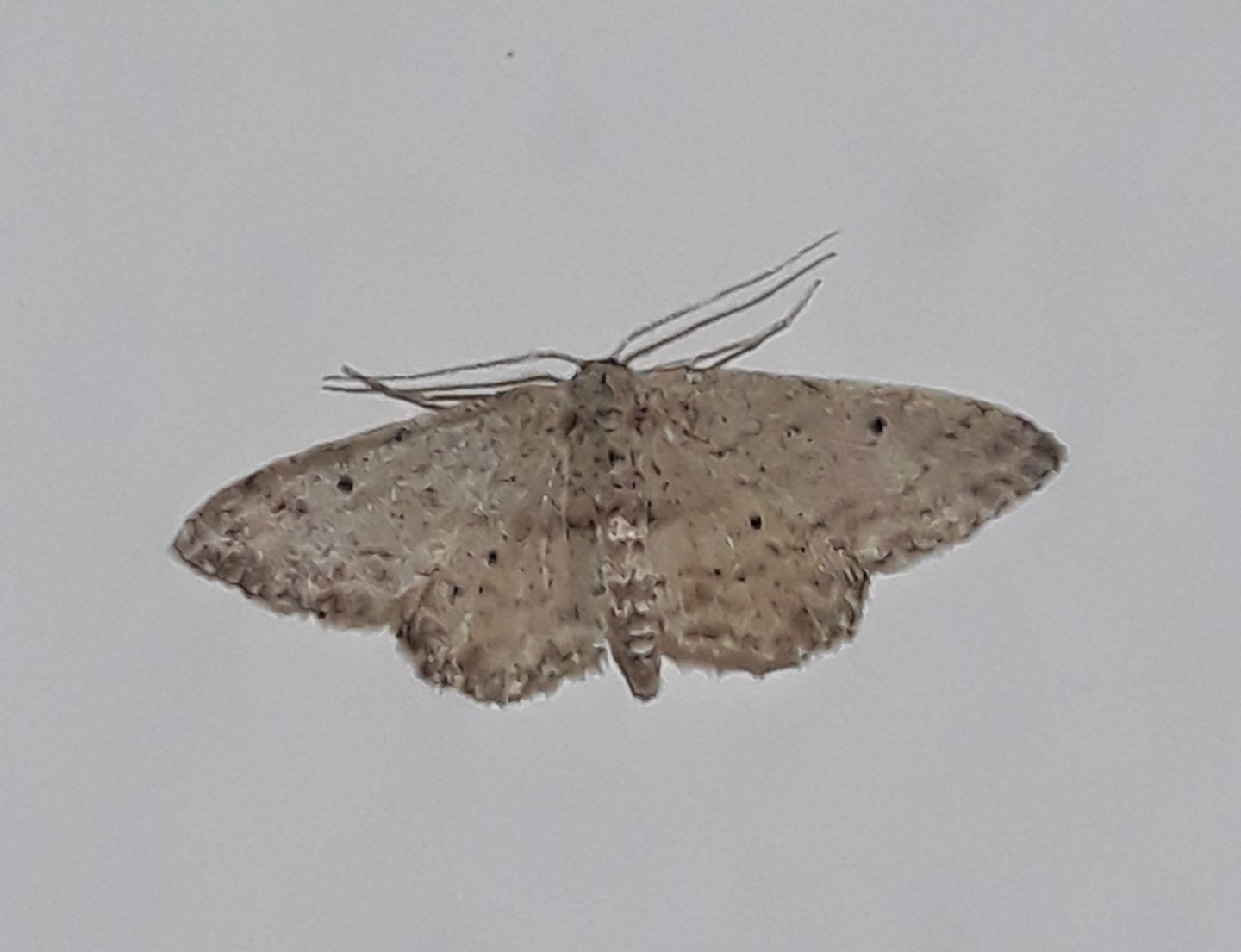 Idaea elongaria?