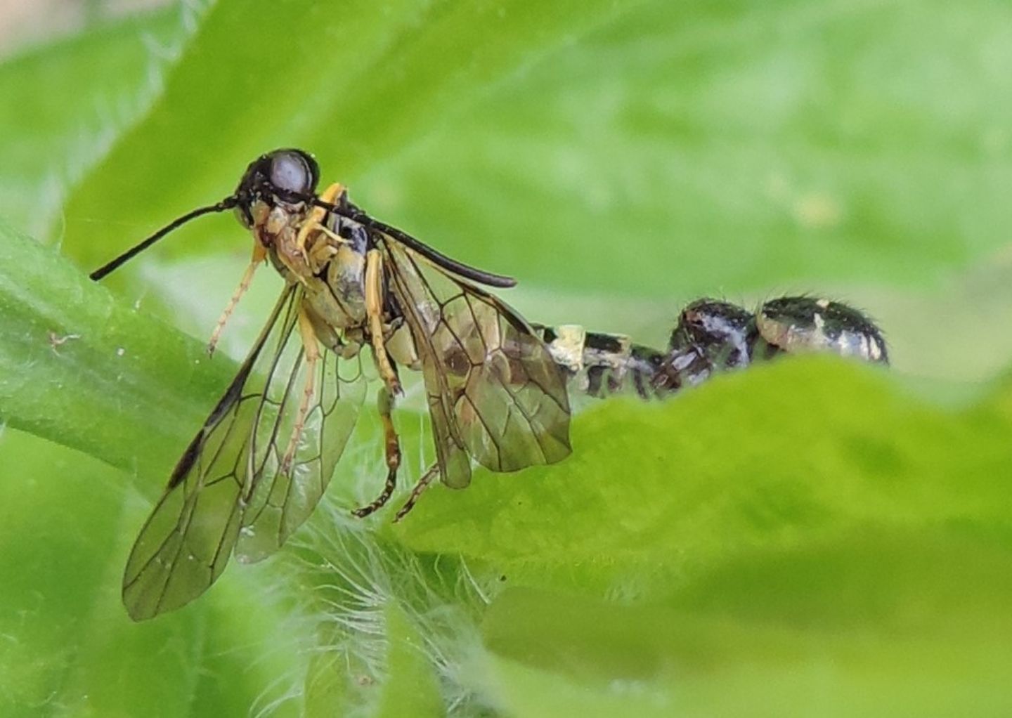 Tenthredinidae predato. No, Cephidae, Cephus sp.