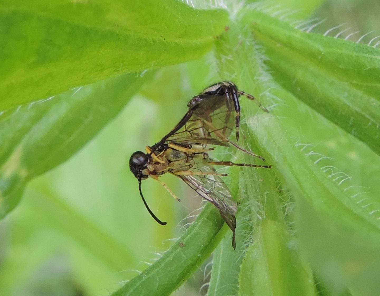 Tenthredinidae predato. No, Cephidae, Cephus sp.